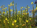 Oenothera elata hookeri