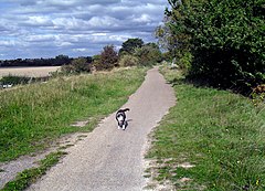 Old Dog on the Cycleway (geograph 2086500) .jpg