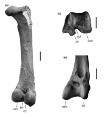 Olympidytes Femur and Tibiotarsus.png