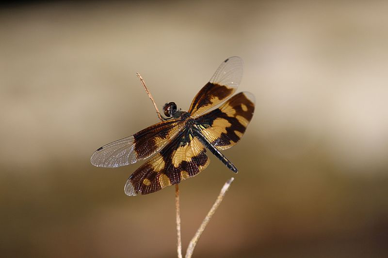 File:Onathumpi OR Common Picture wing OR Rhyothemis variegata from angamaly kerala 41.jpg