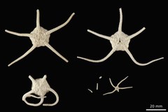 File:Ophiurolepis brevirima - OPH-000085 hab-ven.tif (Category:Echinodermata in the Natural History Museum of Denmark)