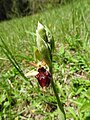 Ophrys × aschersonii Germany - NSG Henschelberg, Mosbach (Baden)