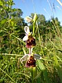 Ophrys holosericea France - Fort Louis