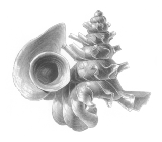 <i>Opisthostoma mirabile</i> Species of gastropod