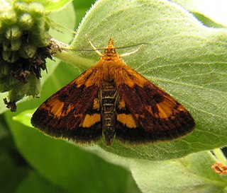 <i>Pyrausta orphisalis</i> species of insect