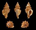 * Nomination Shell of a rock snail, Orania archaea --Llez 04:53, 7 October 2014 (UTC) * Promotion Good work -- George Chernilevsky 05:15, 7 October 2014 (UTC)