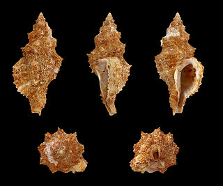 <i>Orania archaea</i> Species of gastropod