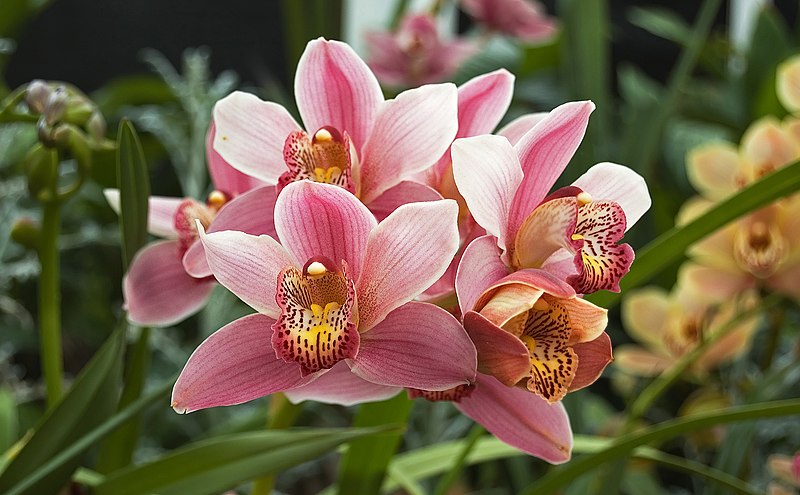 File:Orchidacea Cymbidium.jpg