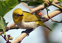 Oriental White Eye - Bhopal saya IMG 0656.jpg