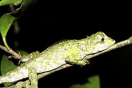 Oriocalotes paulus