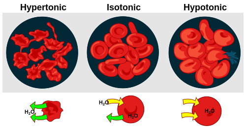 Osmotic pressure on red blood cells