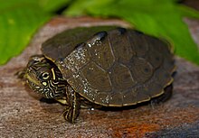 Ouachita Map Turtle (Graptemys ouachitensis) (40582536730) .jpg