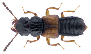 <i>Oxytelus laqueatus</i> Species of beetle