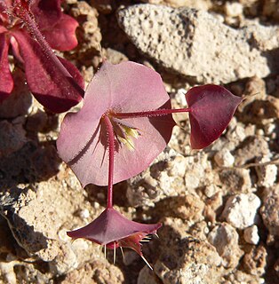 <i>Oxytheca perfoliata</i> species of plant