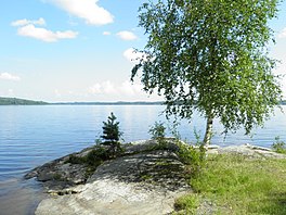 Pääjärvi Ronni koivu.JPG