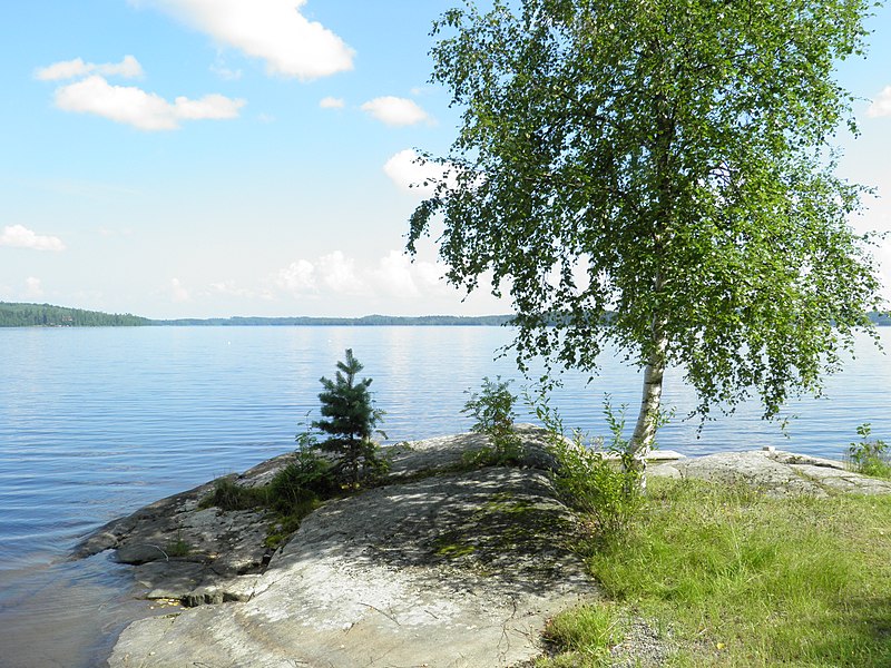 File:Pääjärvi Ronni koivu.JPG