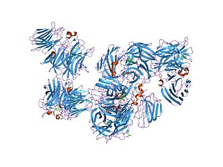 <span class="mw-page-title-main">Glycoside hydrolase family 32</span> Family of glycoside hydrolases