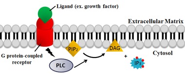 PLC mediated cleavage of PIP2 to DAG and IP3 PLC role in IP3-DAG pathway.tif