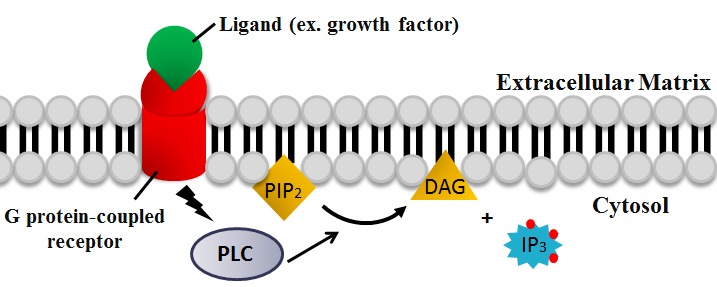 Ficheiro:PLC role in IP3-DAG pathway.tif