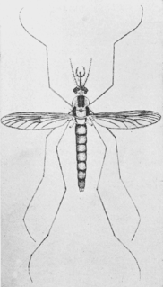 <i>Eucorethra underwoodi</i> Species of fly