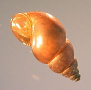 Potamopyrgus antipodarum (Hydrobiidae).