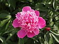 Paeonia lactiflora 'Duchesse d'Orleans', Piwonia 'Duchesse d'Orleans', 2019-06-01