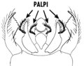 Palpi (PSF).png