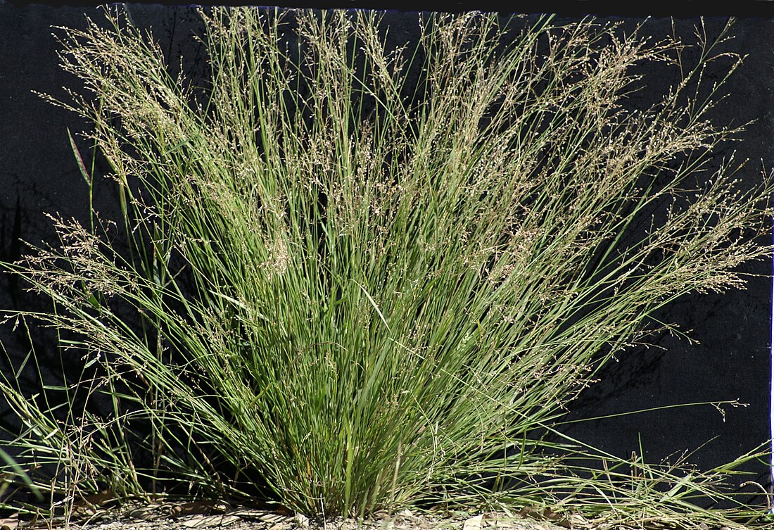 Panicum simile