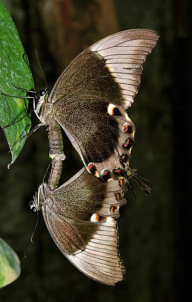 File:Papilio ulysses (Linnaeus, 1758).jpg