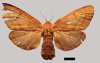 <i>Paracles burmeisteri</i> Species of moth