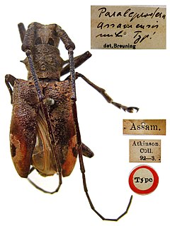 <i>Paraleprodera bigemmata</i> Species of beetle