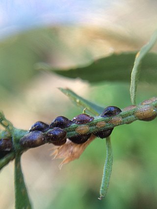 <i>Parasaissetia nigra</i> Species of true bug