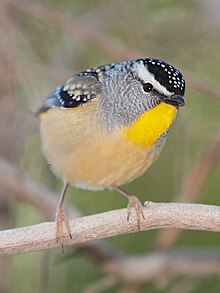 Pardalotus punctatus -Canberra, Australia-8.jpg