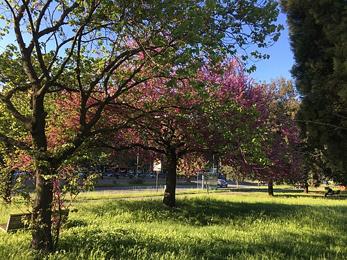 Park of the Solidarietà in Rome