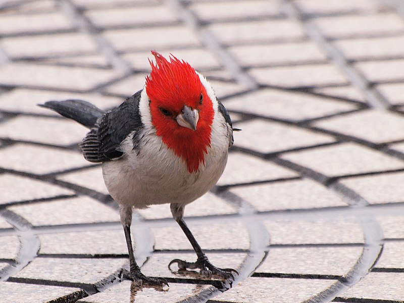 File:Paroaria coronata -Buenos Aires, Argentina-8.jpg