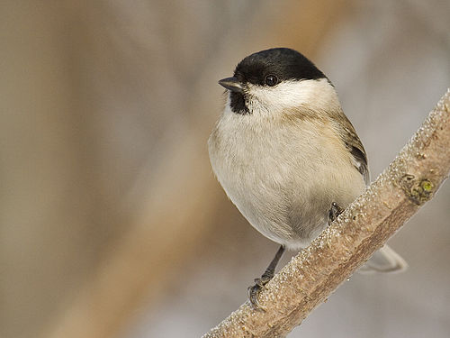 Pițigoiul sur (Poecile palustris) are partea superioară a capului negru-întunecat lucioasă, obrajii albi și bărbia neagră