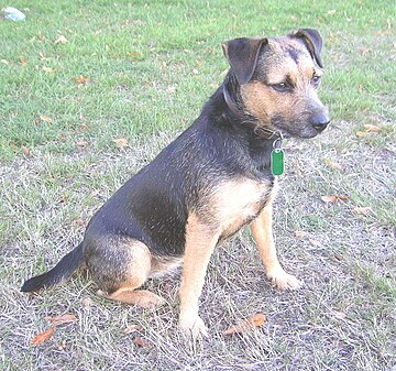 Terier Patterdale