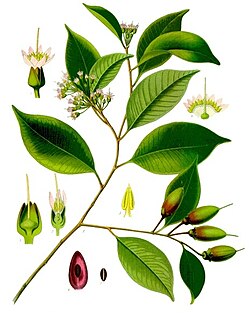 <i>Payena leerii</i> Species of tree