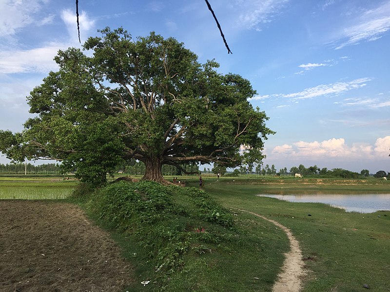 File:Peepal Tree, Kataharwa Pond.jpg