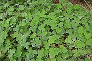 Pelargonium tomentosum