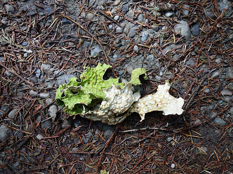 File:Peltigera Lichen at Mt Robson - Canada.jpg