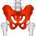 Pelvis humana (rubre picta) inter femora et columnam vertebralem