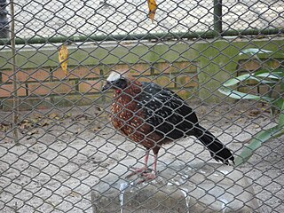 White-crested guan Species of bird