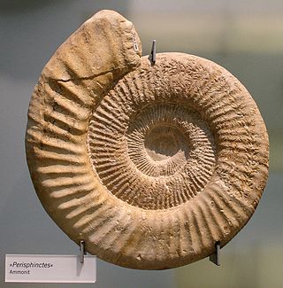 <i>Perisphinctes</i> Extinct genus of ammonite