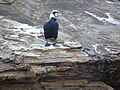 Phalacrocorax carbo Cormorán grande