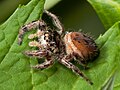 Phidippus clarus female