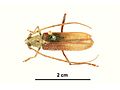 Miniatura para Phoracantha punctipennis