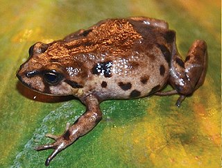 <i>Phrynopus juninensis</i> Species of frog