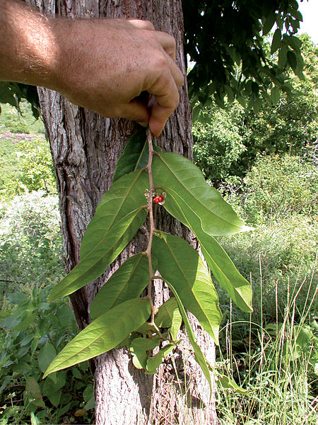 Tập_tin:Phyllanthus_marchionicus.jpg