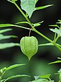 Physalis minima in Kannur